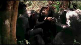 Evolution - Becoming Human  (Donald Johanson)