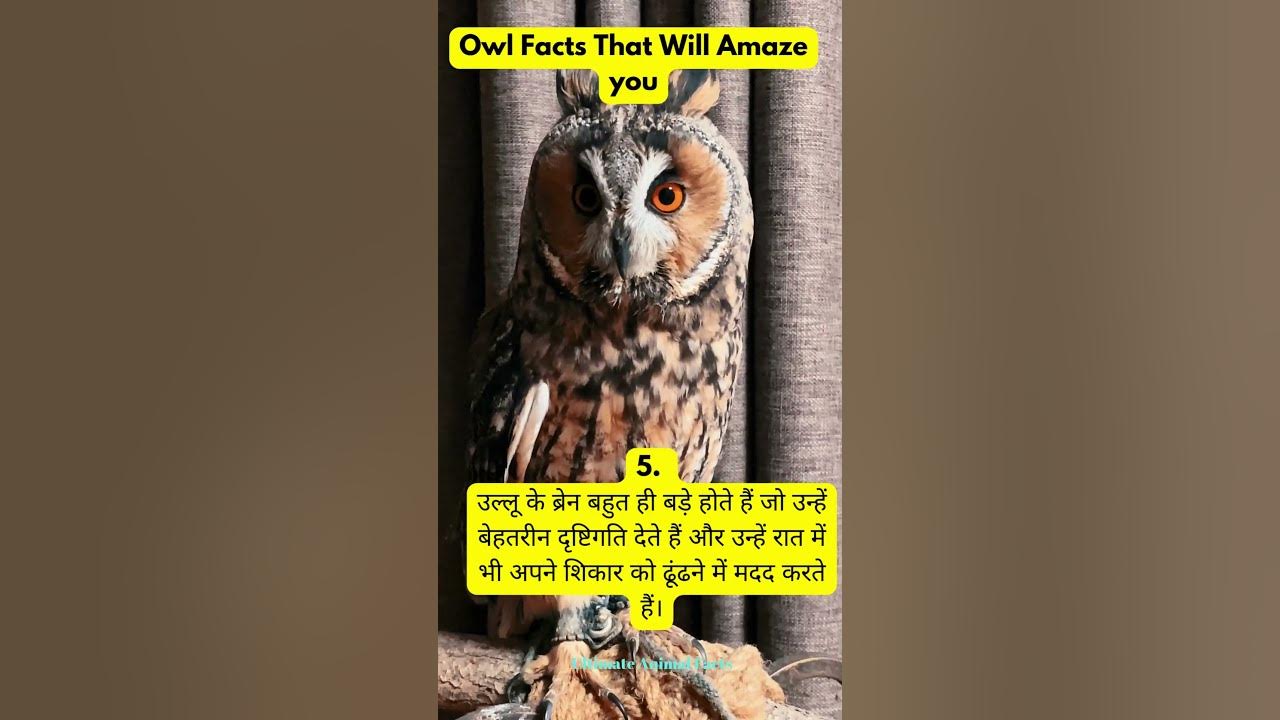 Owls Unveiling the Mysteries of Nature's Enigmatic Hunters YouTube(00)