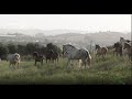 Ruta a caballo al yacimiento de Medina Azahara en Córdoba