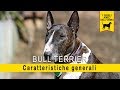 Bull terrier - Caratteristiche generali の動画、YouTube動画。