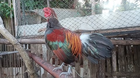 qaib dib f3 suab zoo 7.10.22.