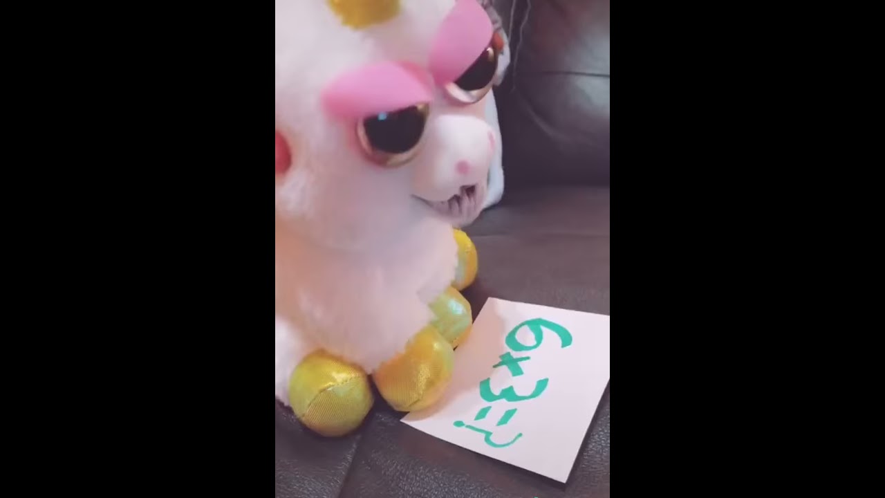 What S 6 X 3 Is It Feisty Pets Edition 