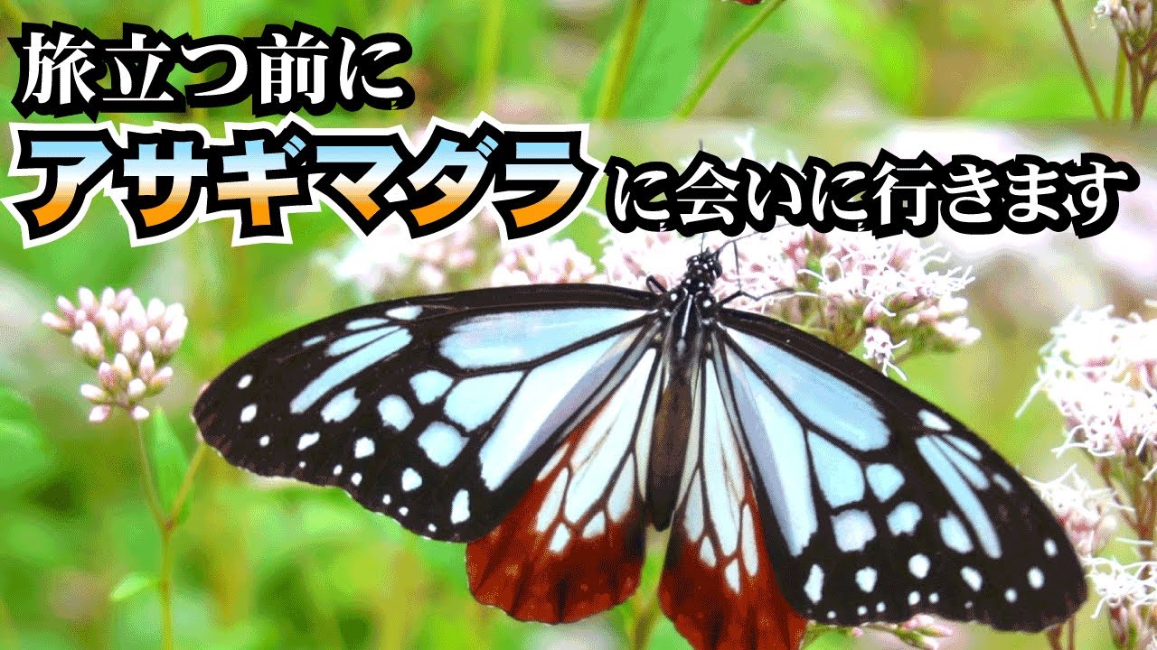 アサギマダラ】渡り蝶！海も渡る神秘の蝶々に会いに行く！の巻 - YouTube