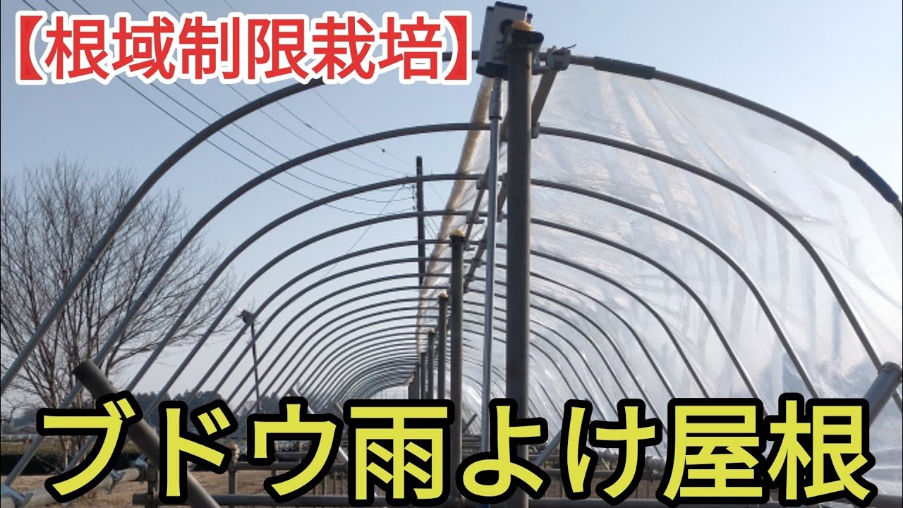 【根域制限栽培】ブドウの雨よけ屋根設置作業