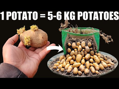 How To Plant Potatoes | Get 5 KG Potatoes From 1 Potato | SEED TO HARVEST