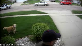 My front yard on May 17, with Cody by tlimberg06 55 views 3 years ago 2 minutes, 37 seconds