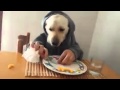 Fun dog eating hilarious  i couldnt stop laughing