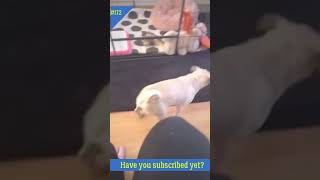 Funny video short l funny and cute cats #shorts #funny
