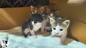 Crazy active 4 kittens need midnight cuddles