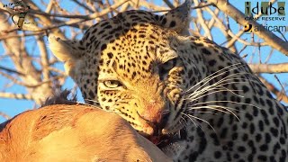 Male Leopard Has An Impala For Breakfast As Hyenas Wait Below!