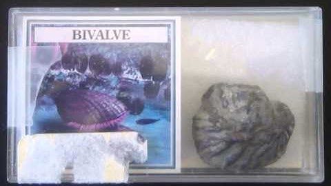 Fossilized Bivalve