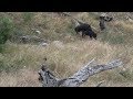 RUTTING BOARS - Bowhunting Australia