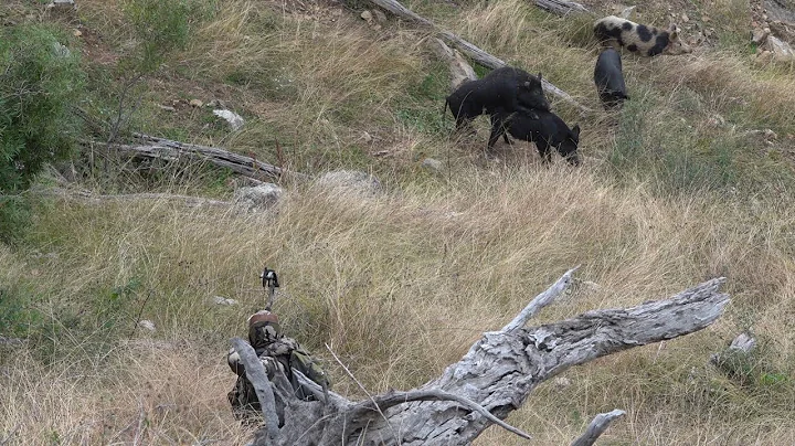 RUTTING BOARS - Bowhunting Australia