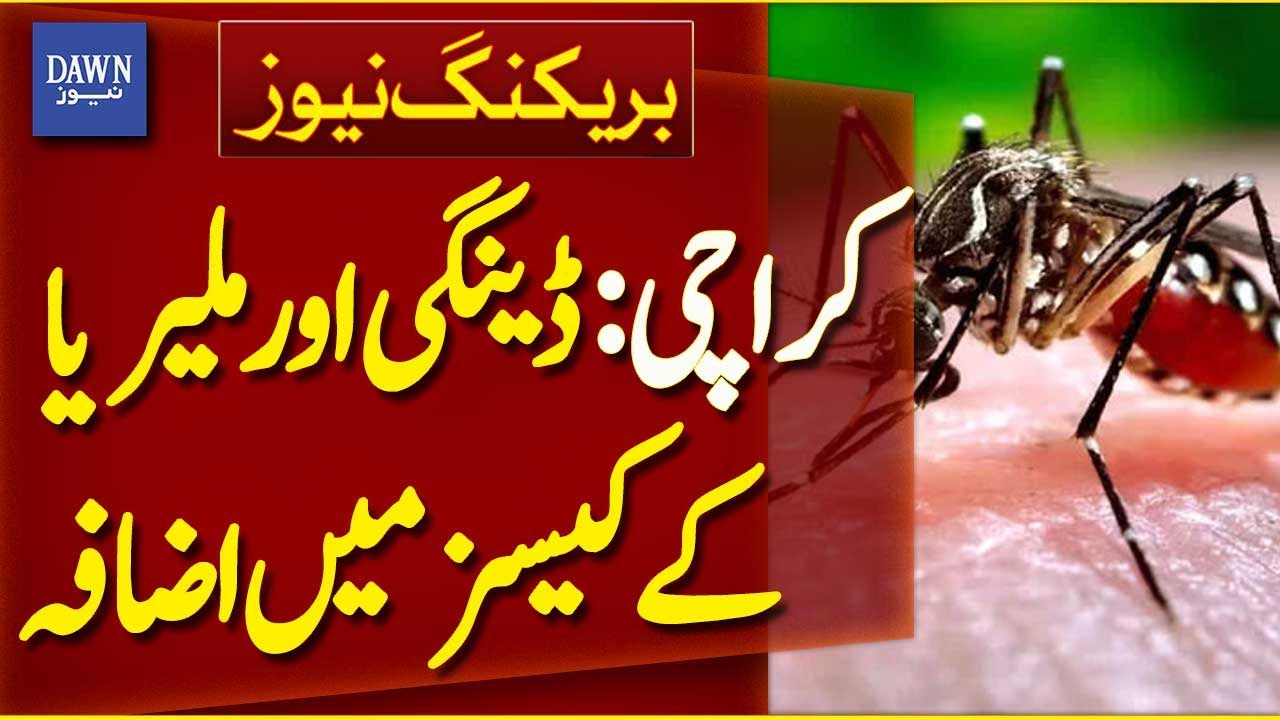 30 Dengue Cases in 5 Days of October! Dengue & Malaria Cases on The ...