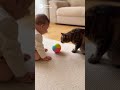 赤ちゃんと猫がいる暮らし part4 #癒し動画 #猫 #赤ちゃん