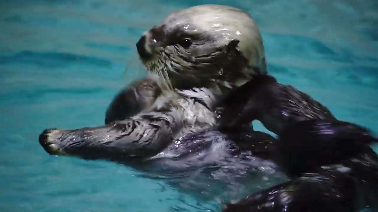 鳥羽水族館 ラッコ メイちゃんキラちゃんGW延長営業中 17:20頃ｻﾌﾞﾌﾟｰﾙ