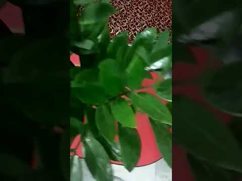 Lady palm, zz