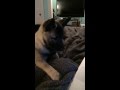 Wolf Howling 101 (Norwegian Elkhound & German Spitz Mittel) の動画、YouTube動画。