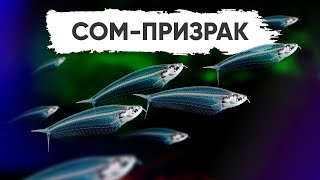 Стеклянный сом-призрак