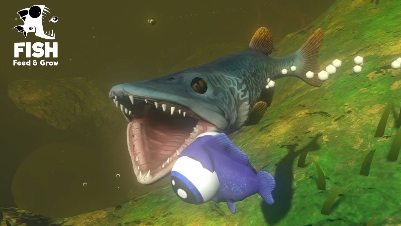 Fisch Simulator Fisch Simulator