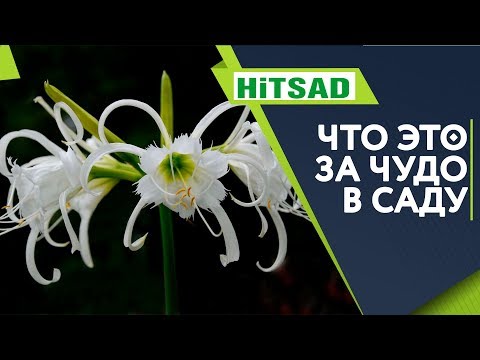 Цветочная Экзотика в Саду 🌺 ИСМЕНА или ГИМЕНОКАЛЛИС 🌺