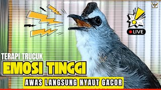 Download Lagu 🛑PANCINGAN TRUCUKAN GACOR ROPEL PANJANG | AMPUH AGAR TRUCUK BAHAN SUPAYA CEPAT NYAUT BUNYI GACOR MP3