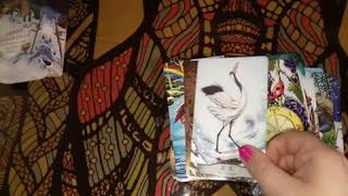 ОБЗОР Таро тотемных животных/animal totem tarot (Какие птички на картах? Ответы по заявкам) ОБЗОР Таро тотемных животных/animal totem tarot (Какие птички на картах? Ответы по заявкам)