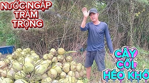 Nay hái dừa nước ngập trầm trọng cây cối héo khô luôn #quocduavlog 