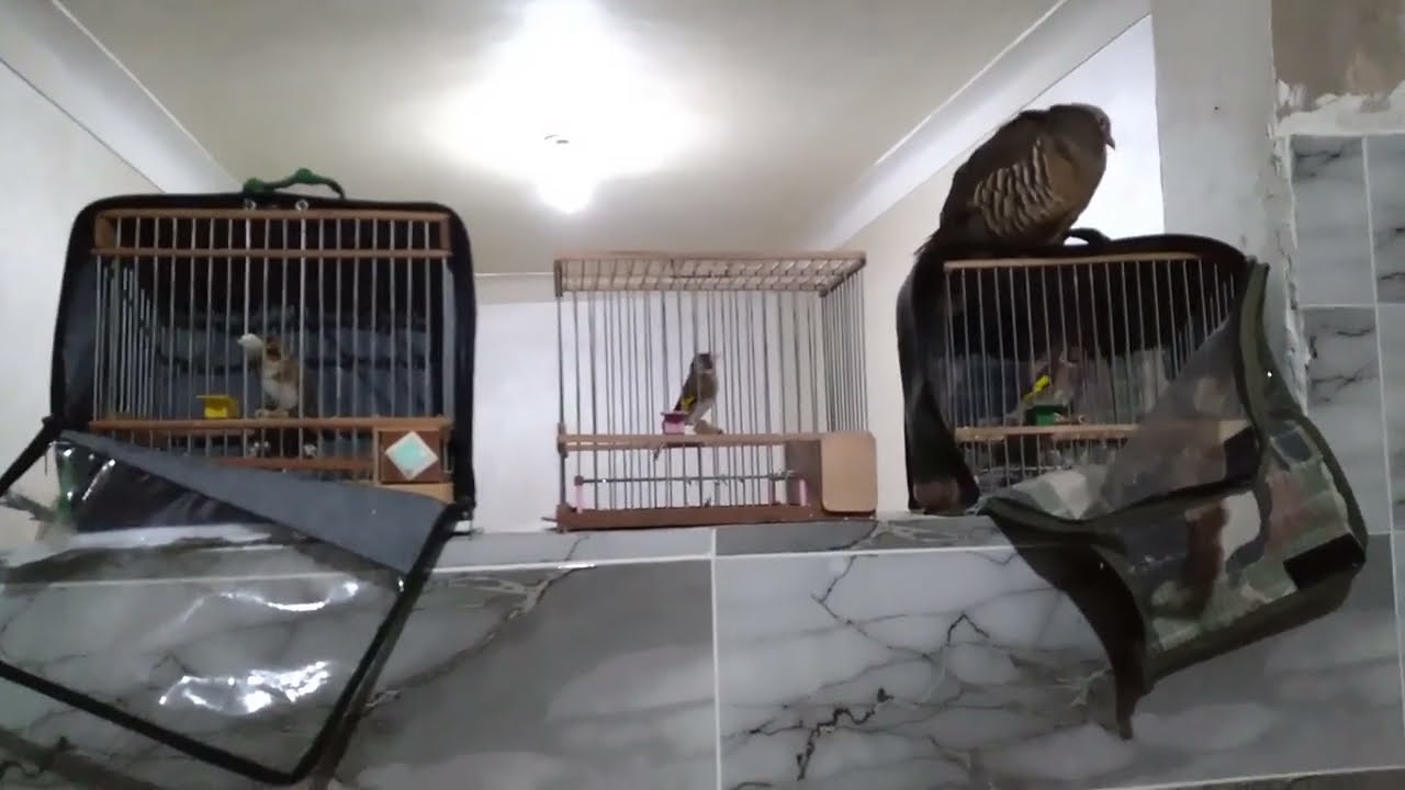 غسل وتطهير الكبد عند طائر الحسون وازاله جميع السموم🤔🤔هههههههه هههههههه