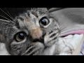 野良猫親子 真冬の猫ハウスに湯たんぽ配達