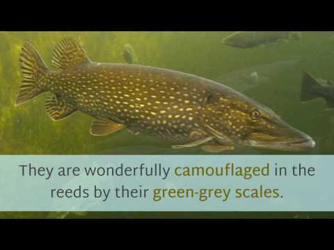 7 Shocking Facts About Pike Fish Teeth That Will Change How You Fish