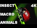 Insects and animals  4k macro