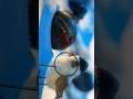 new ab    bgmi mobile short video 📹 viral #gameplay #viral #car #viral #video