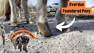 Overdue Foundered Pony