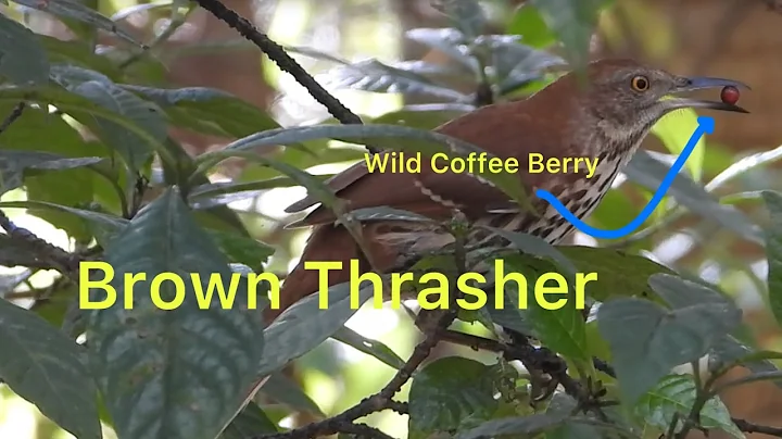 Brown Thrasher Eating Wild Coffee Berries in South Florida