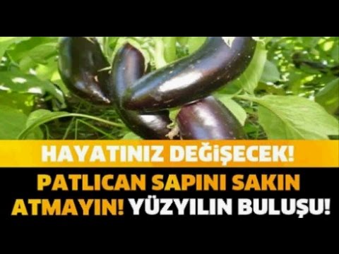 HAYATINIZ DEĞİŞECEK PATLİCAN SAPINI SAKIN ATMAYIN YÜZYILIN BULUŞU