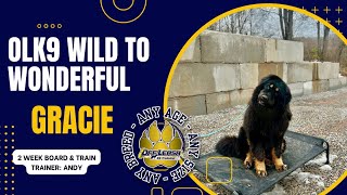 4yo Tibetan Mastiff (Gracie) Best Dog Trainers in WV