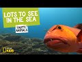 Sea Life Characteristics and Trivia