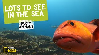 Lots to See in the Sea | Party Animals