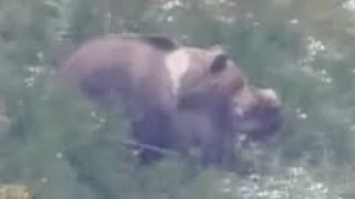 Rijetko Vidjeno,Parenje Medvjeda Snimljeno Na Planini Vlašič.15.05.2025.