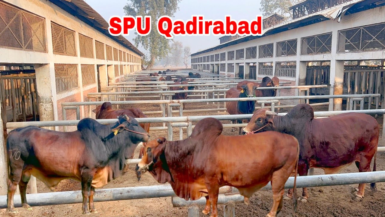 Semen Production Unit Qadirabad Best Sahiwal Bulls  #vlog #cow #farming #desicow 