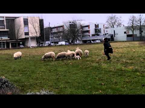 Raising Sheeps - Université Paris 13 Villetaneuse - part 1/2