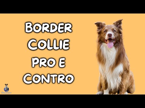 Video: Scegliere un border collie: pro e contro