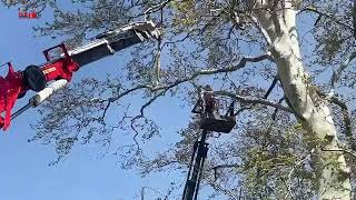 Pamukova,Da Asırlık Ağaç Güvenlik Önlemleriyle Budandı