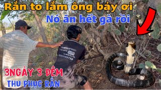 ÔNG BẢY Ớn Lạnh ! Mất 3 ngày 3 đêm thu phục được Rắn rất TO đến ăn Hết đàn Gà trong đêm