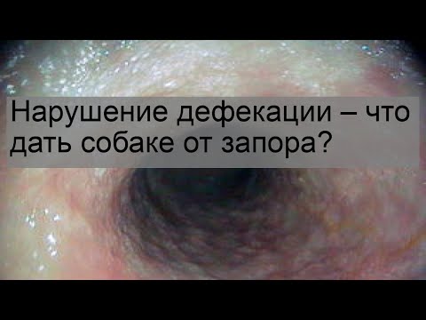 Нарушение дефекации – что дать собаке от запора?