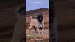 Kangal Dog Mastery: Start Your Journey Here  #shorts #buzzbilt #dog  #animals #wildcreatures