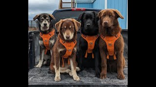 Welcome to Alaska Dog Walks!