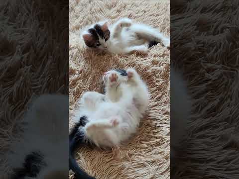 The older kittens played together when they were little. Episode 3