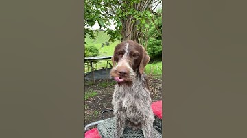 German wire haired pointer. 👍